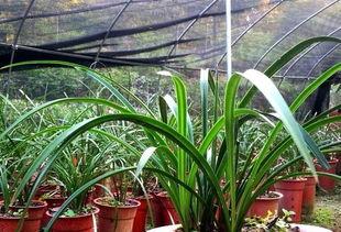 吃瓜娱乐圈小兰花